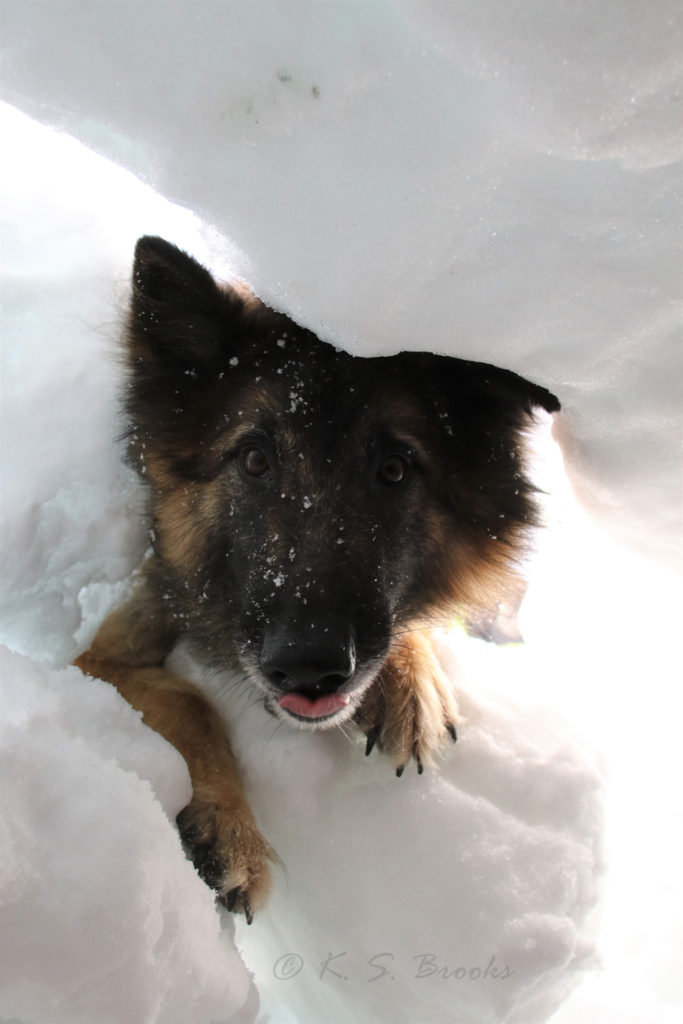 Avalanche Rescue Dog Copyright KS Brooks