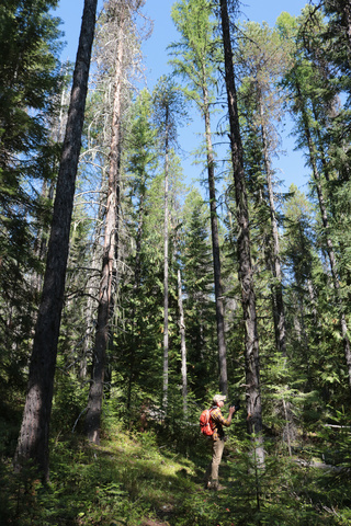 Bigfoot of Stevens County's Will Ulmer investigates