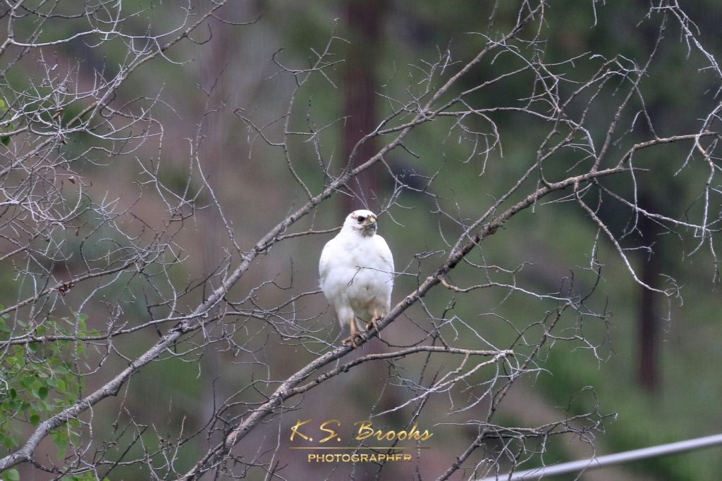 albino-ish hawk in tree