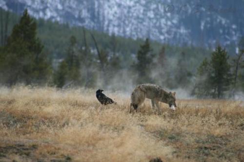 Raven and Coyote Yellowstone National Park Wyoming 2008