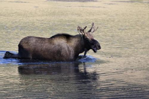 Wading Moose Sinlahekin Wilderness WA 2019